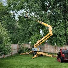 How Our Tree Care Process Works  in  Blue Point, NY