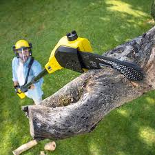 Best Hedge Trimming  in Blue Point, NY