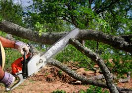 Best Leaf Removal  in Blue Point, NY
