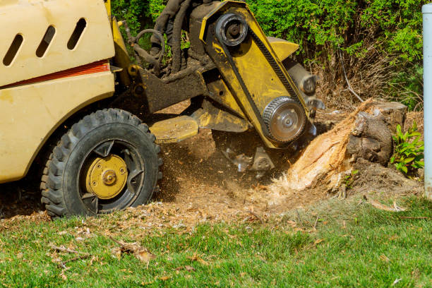Best Tree Mulching  in Blue Point, NY