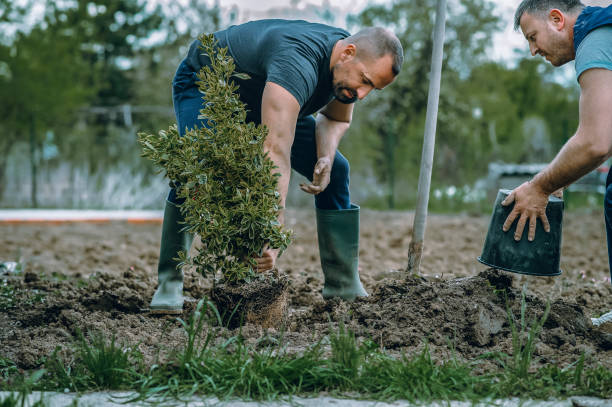 Best Artificial Turf Installation  in Blue Point, NY