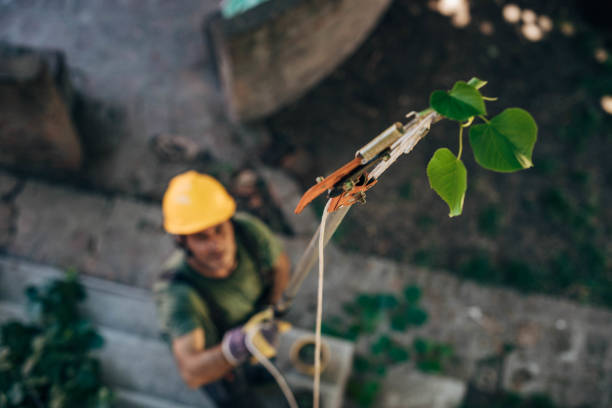 Best Lawn Watering Services  in Blue Point, NY