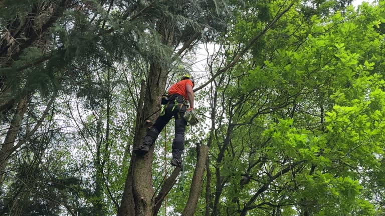 Best Seasonal Cleanup (Spring/Fall)  in Blue Point, NY