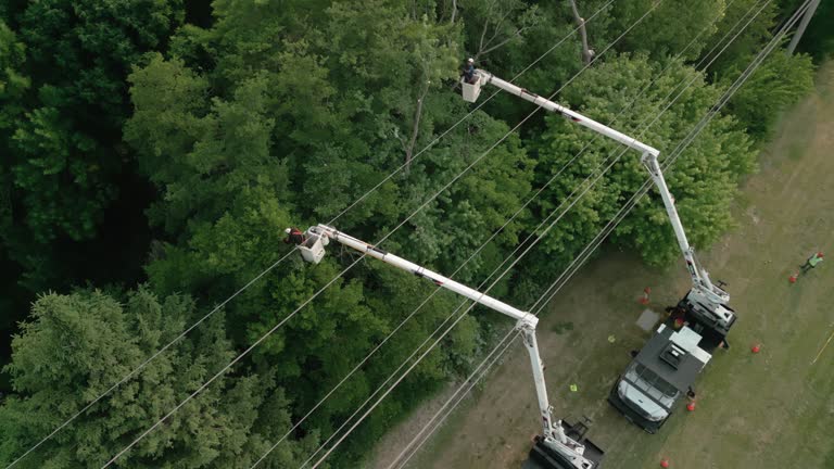 Best Hazardous Tree Removal  in Blue Point, NY
