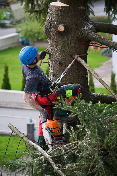 Lawn Maintenance Plans in Blue Point, NY