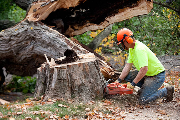 Professional Tree Services in Blue Point, NY