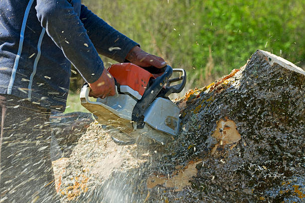 Best Emergency Tree Removal  in Blue Point, NY
