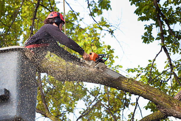Best Stump Grinding and Removal  in Blue Point, NY