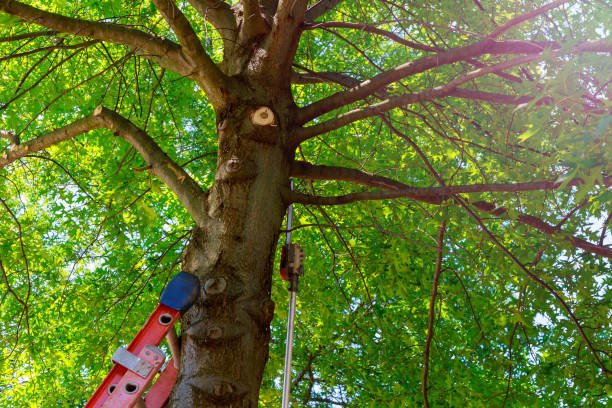 Best Tree and Shrub Care  in Blue Point, NY